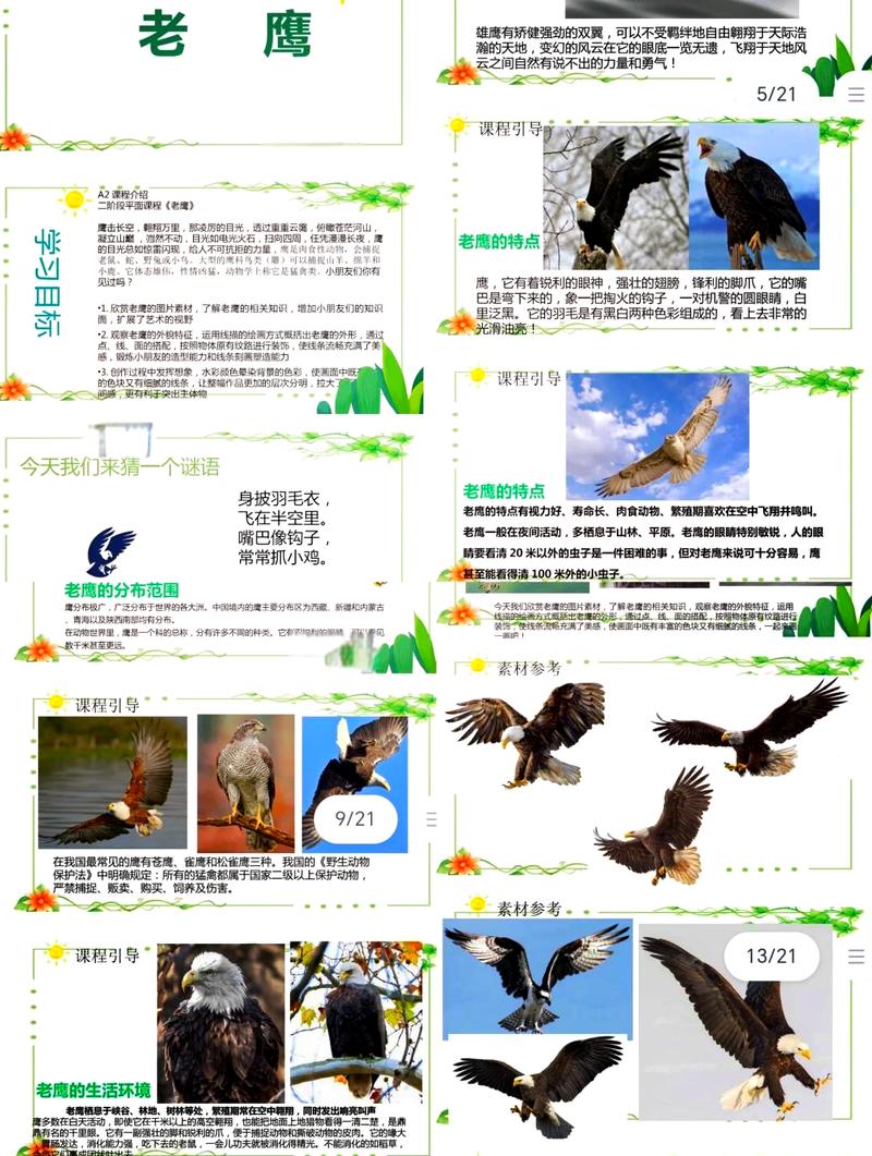 山鹰 老鹰的外形特征、分布范围、生活习性及四大族群详细介绍