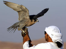 山鹰_山鹰组合_山鹰之歌