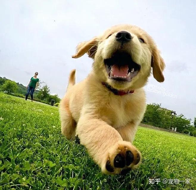 金毛犬优点缺点分析_金毛吃南瓜有什么好处_金毛犬智商温顺忠诚