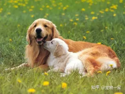 金毛犬优点缺点分析_金毛犬智商温顺忠诚_金毛吃南瓜有什么好处