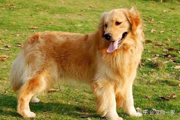 金毛犬智商温顺忠诚_金毛吃南瓜有什么好处_金毛犬优点缺点分析