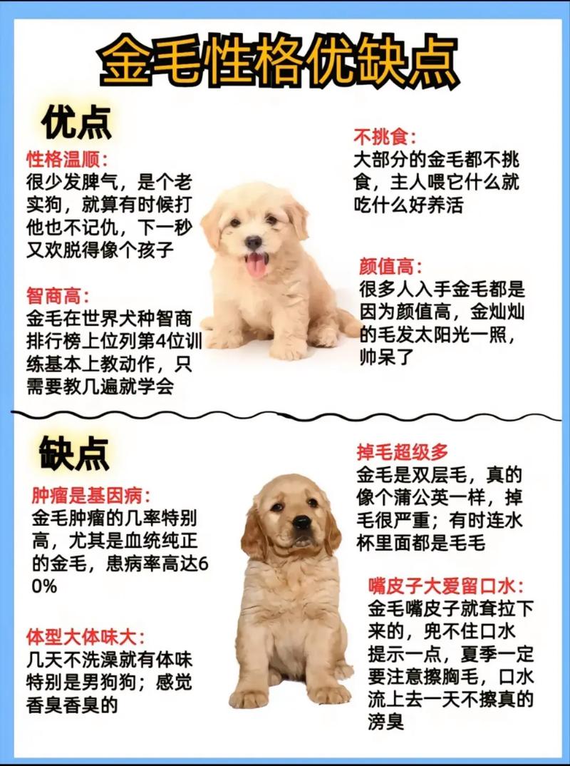 金毛犬智商温顺忠诚_金毛犬优点缺点分析_金毛吃南瓜有什么好处