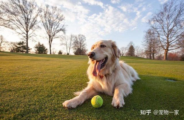 金毛吃南瓜有什么好处_金毛犬智商温顺忠诚_金毛犬优点缺点分析