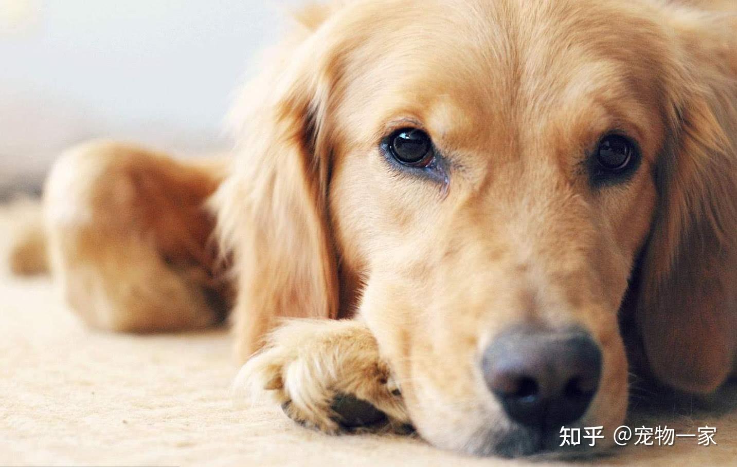金毛犬智商温顺忠诚_金毛犬优点缺点分析_金毛吃南瓜有什么好处