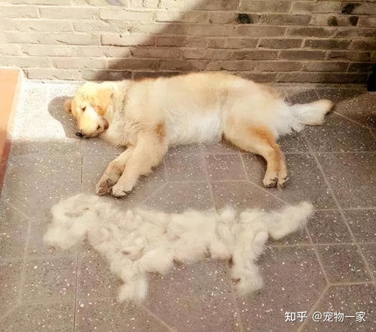 金毛吃南瓜有什么好处_金毛犬优点缺点分析_金毛犬智商温顺忠诚