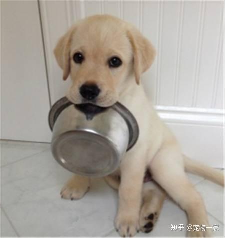 金毛犬智商温顺忠诚_金毛吃南瓜有什么好处_金毛犬优点缺点分析