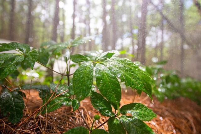 林下参的种植特点及经济价值，分布区域你知道吗？