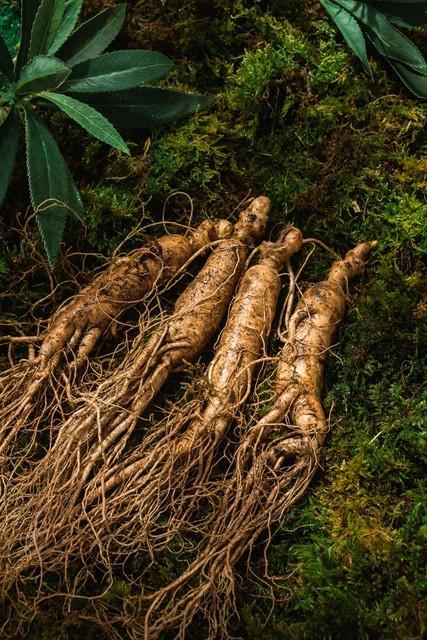 什么种植赚钱_林下参经济价值高_林下参种植特点