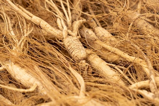 什么种植赚钱_林下参经济价值高_林下参种植特点