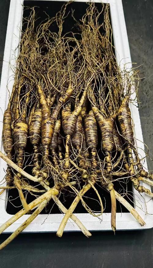 什么种植赚钱_林下参种植特点_林下参经济价值高