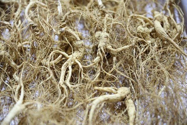 什么种植赚钱_林下参经济价值高_林下参种植特点