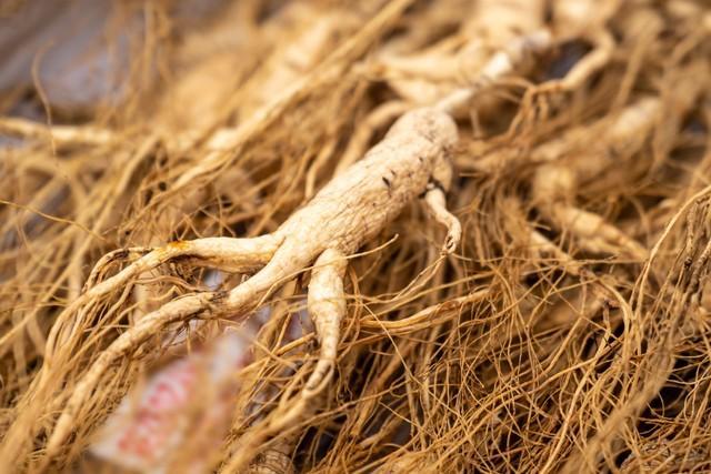 什么种植赚钱_林下参种植特点_林下参经济价值高