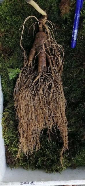 林下参种植特点_林下参经济价值高_什么种植赚钱