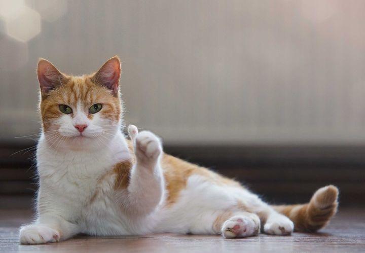 精酿啤酒推荐_啤酒选择困难症_啤酒花素材