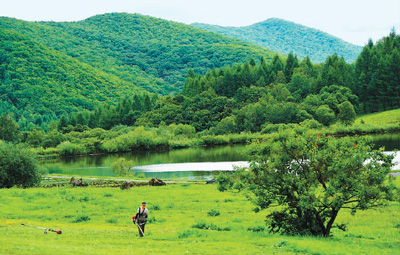 吉林省严格管控药材指标，打造优质道地药材库，林下灵芝长势喜人