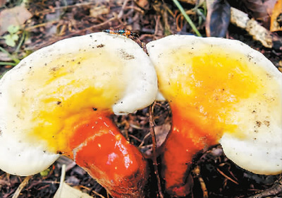 延边州林下灵芝种植标准化示范区_吉林敖东的灵芝孢子粉哪里有卖_吉林省道地药材质量标准