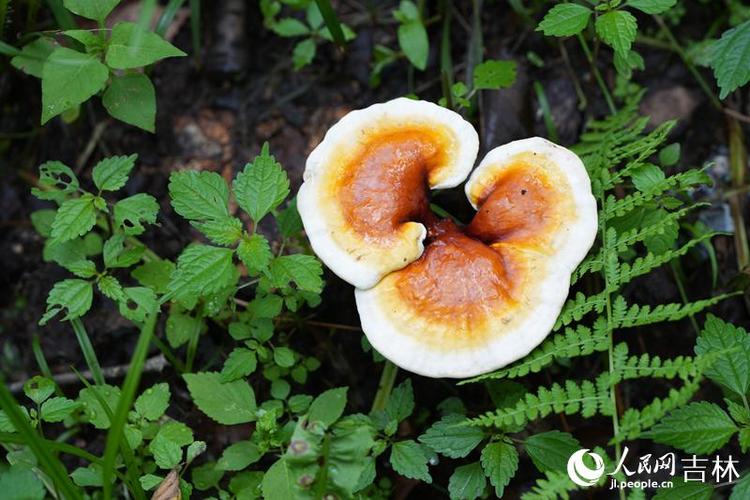 吉林省道地药材质量标准_吉林敖东的灵芝孢子粉哪里有卖_延边州林下灵芝种植标准化示范区