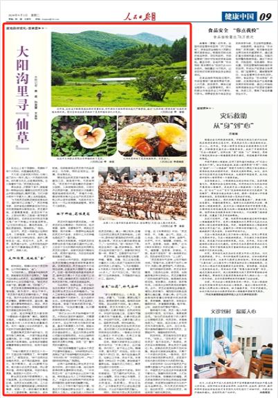 延边州林下灵芝种植标准化示范区_吉林省道地药材质量标准_吉林敖东的灵芝孢子粉哪里有卖