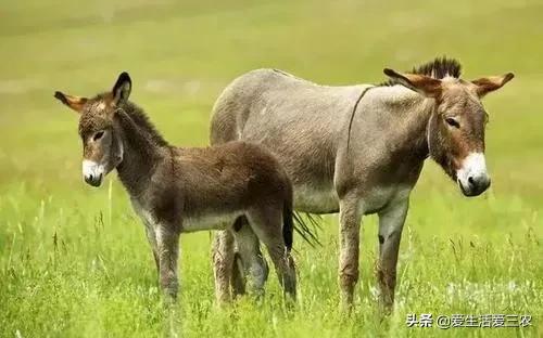 农村养殖创业_养殖小龙虾赚钱_干什么赚钱?