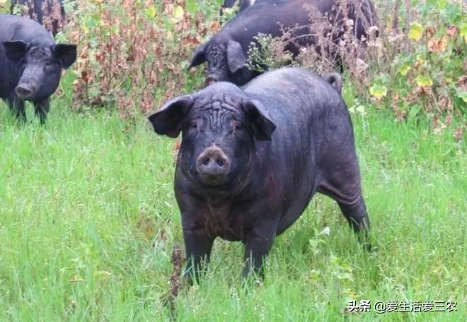 农村养殖创业_养殖小龙虾赚钱_干什么赚钱?