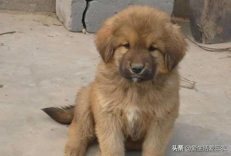 干什么赚钱?_养殖小龙虾赚钱_农村养殖创业