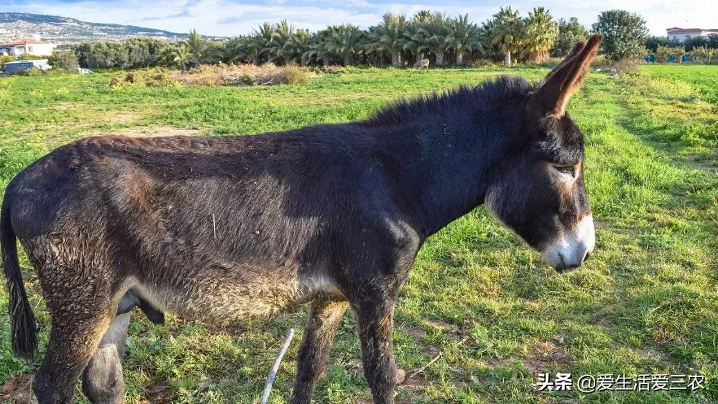 农村养殖创业_干什么赚钱?_养殖小龙虾赚钱