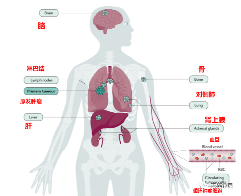 即将推出！斯鲁利木单抗有望成为国内首个治疗小细胞肺癌的“泛癌”一线PD-1药物！